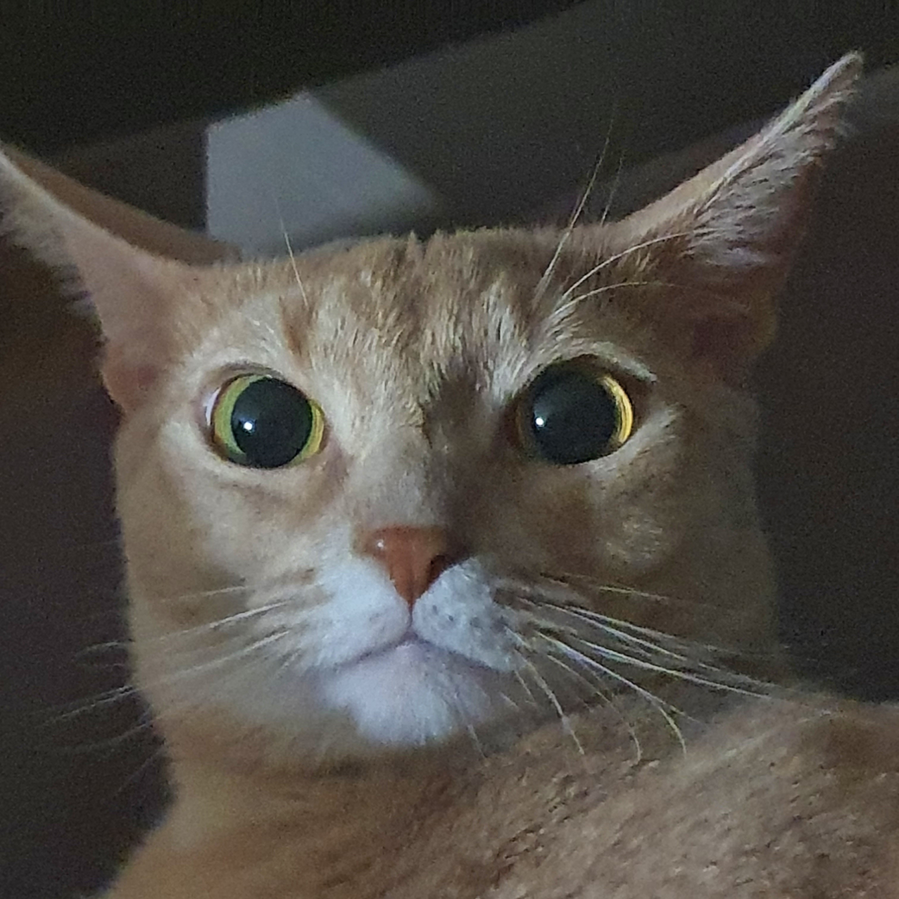 오징티비