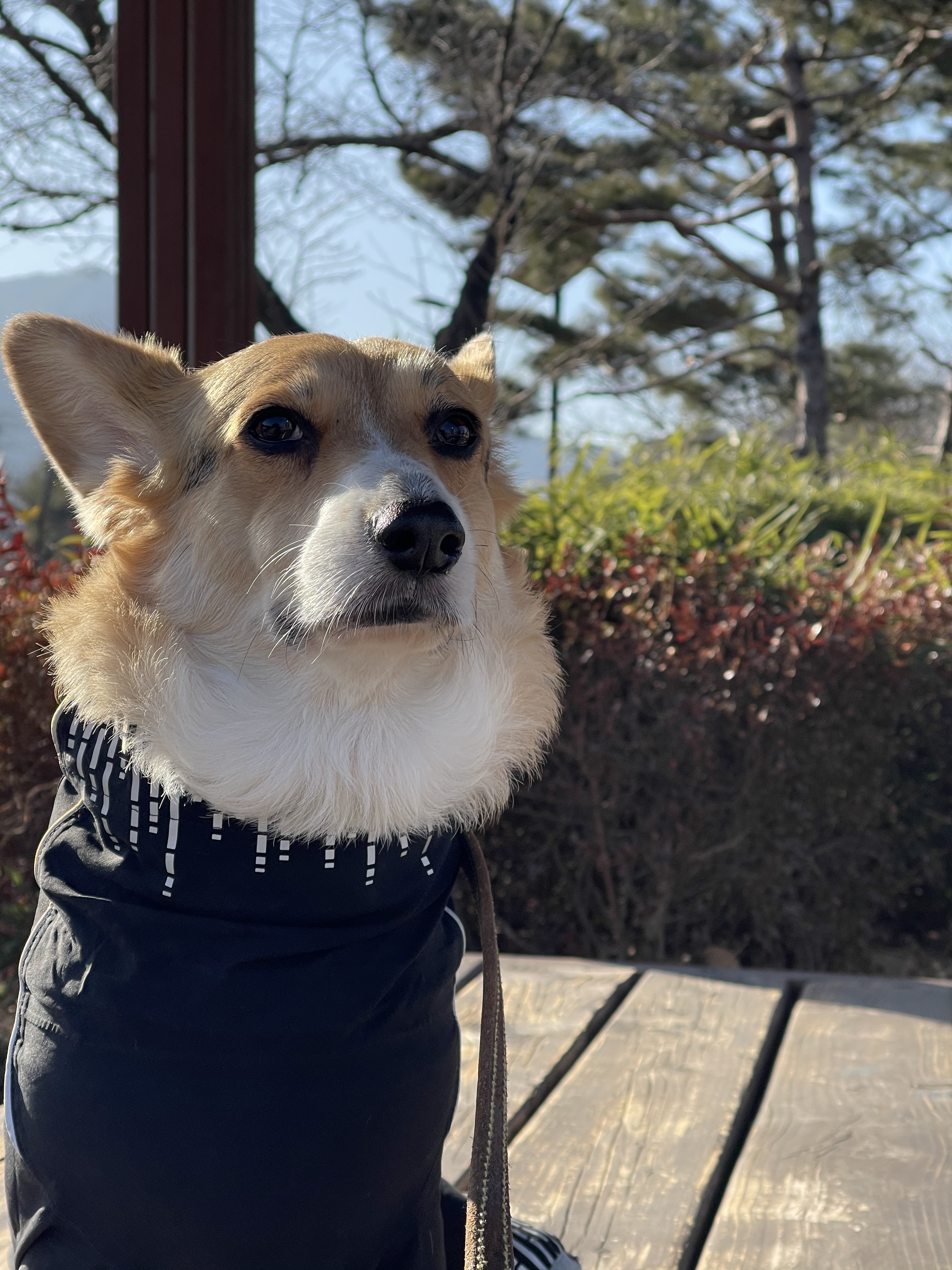 디씨붐