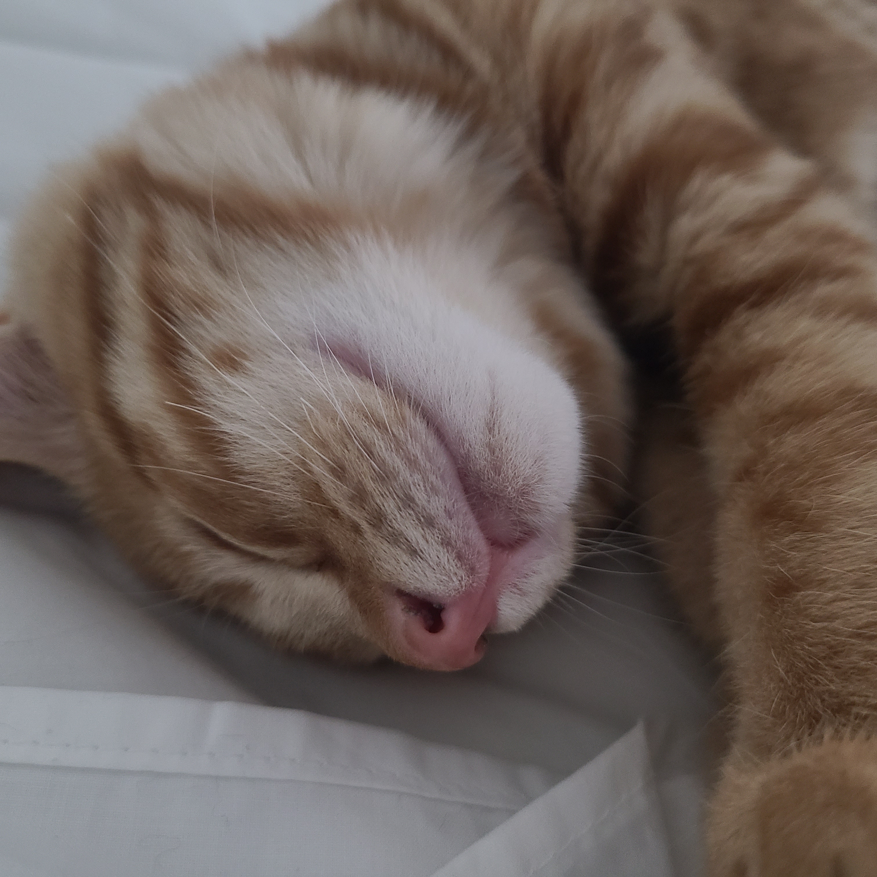 아이유치원두목원장님