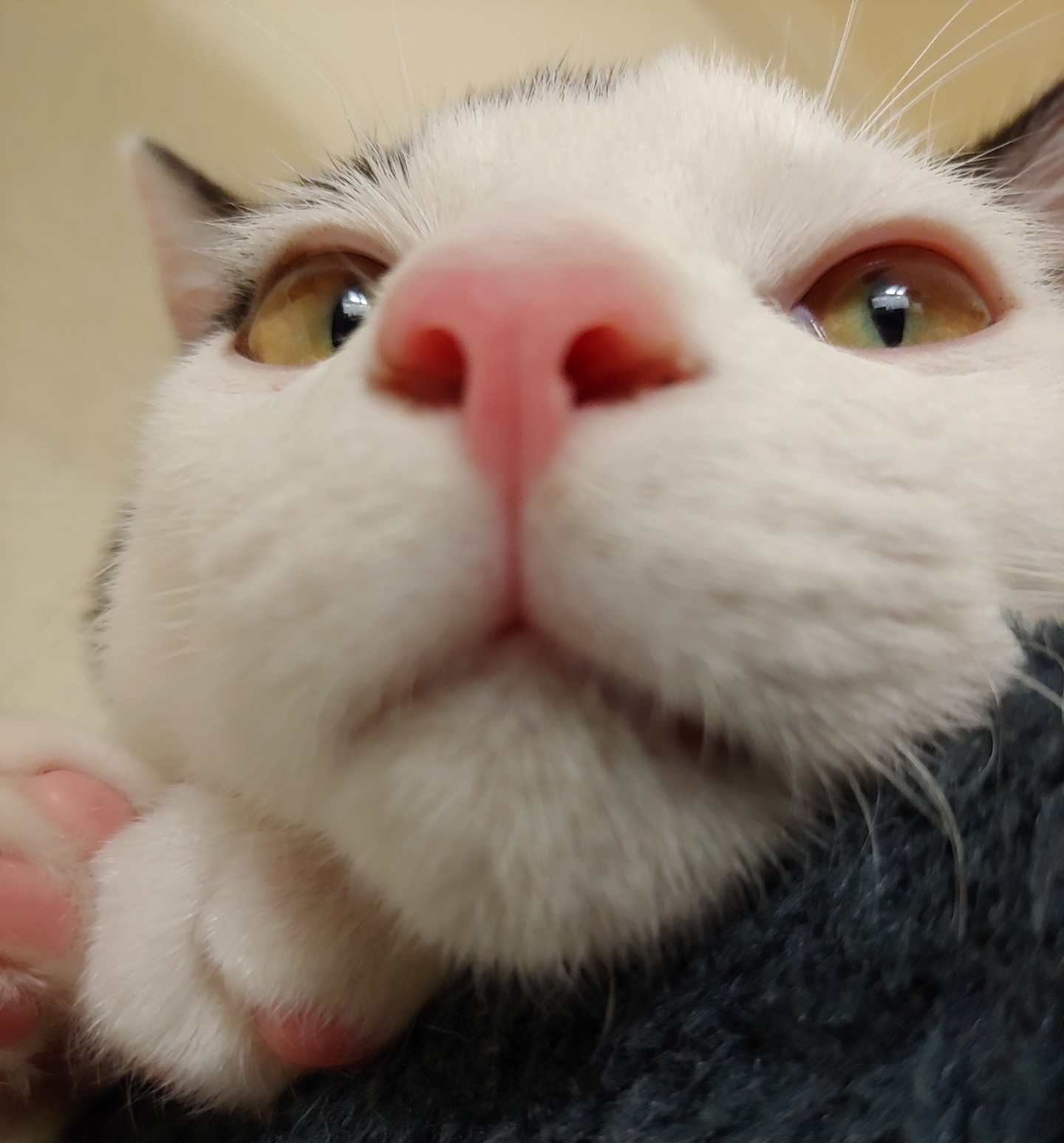 차미슬이