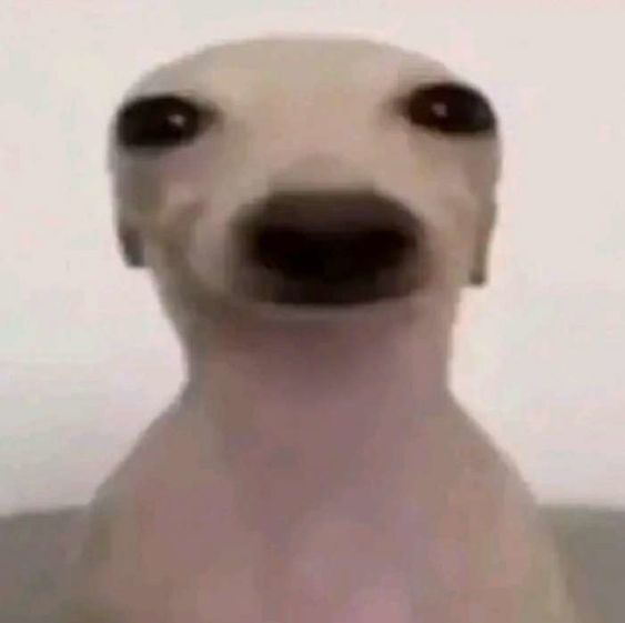 진홍스