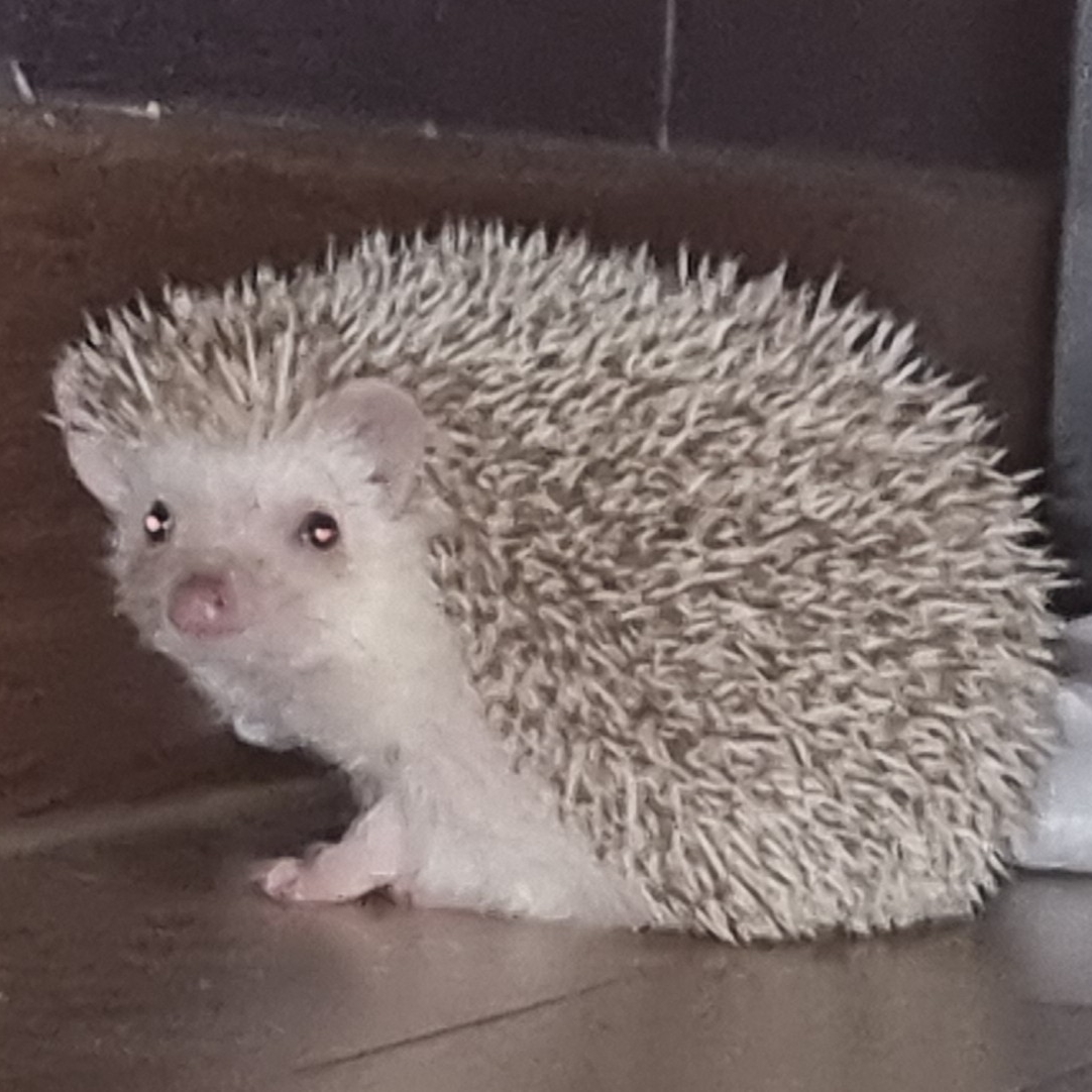 건자임