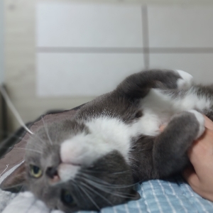 붸리붸리블루베리