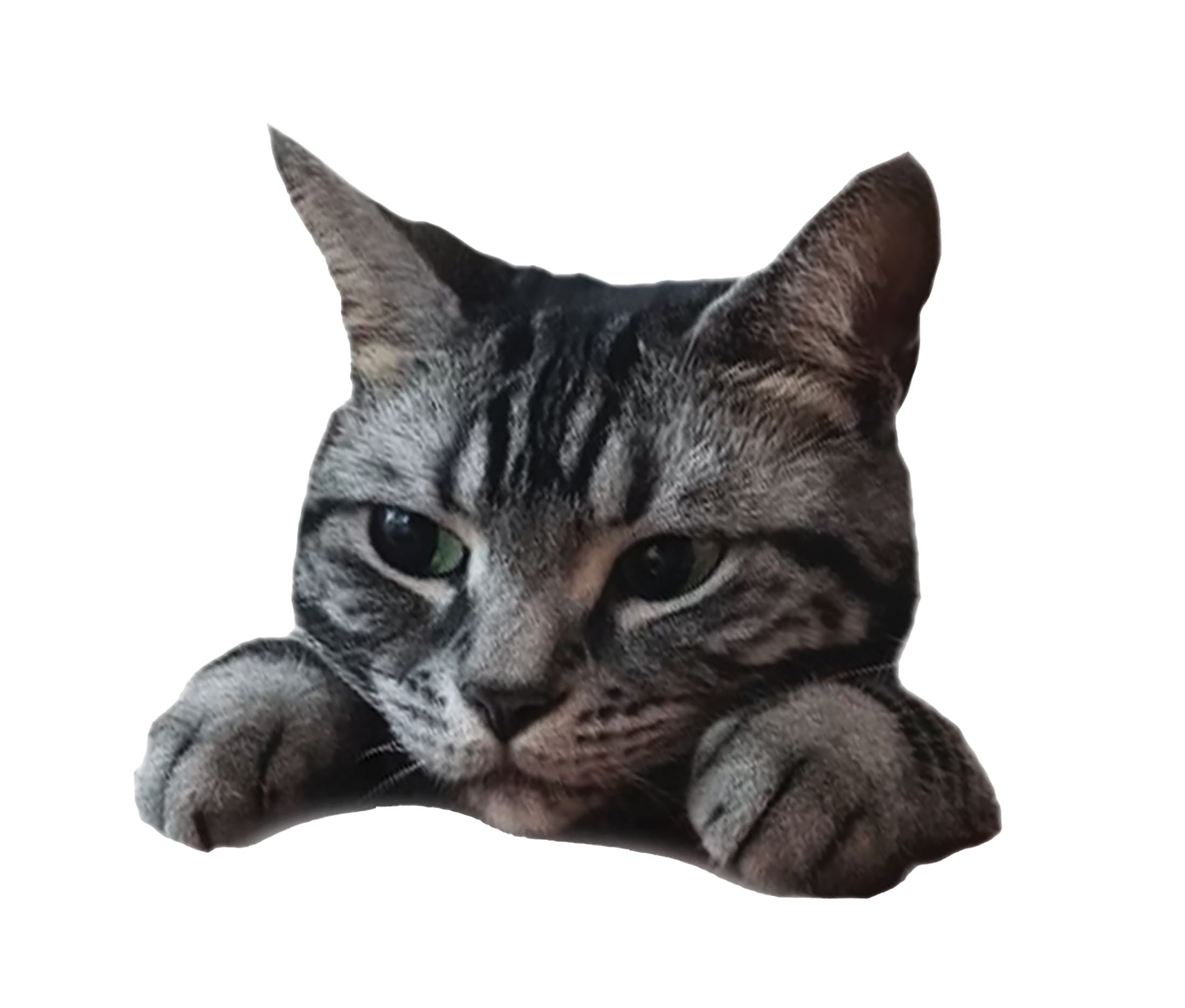 냥모모