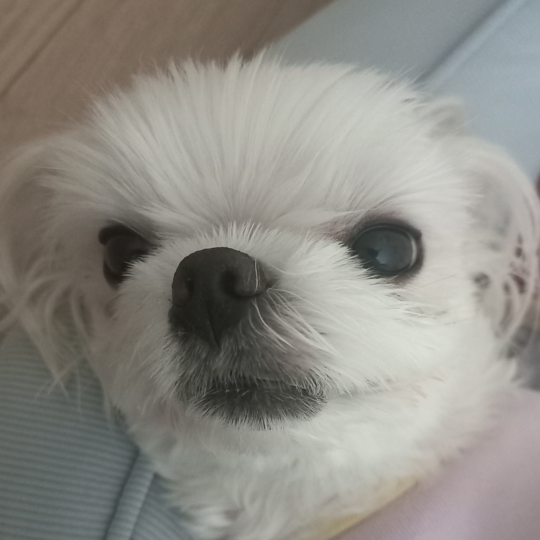 요곰이