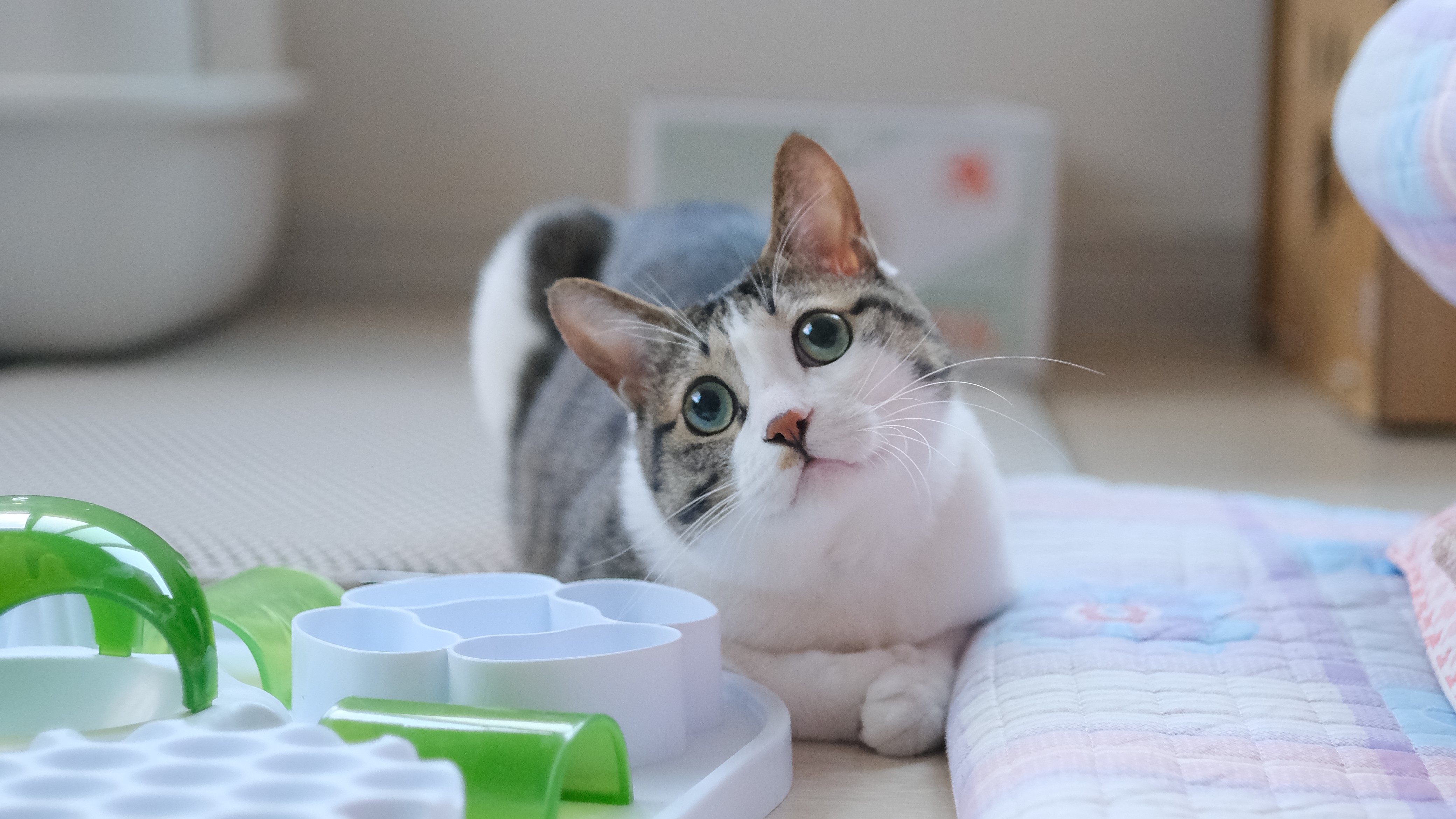 오렌지스무디