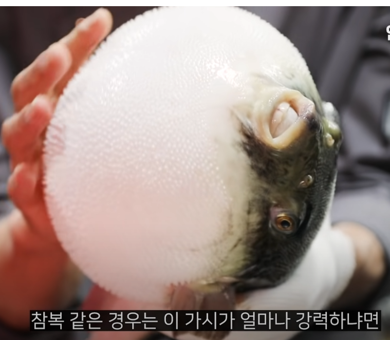 시니츠키