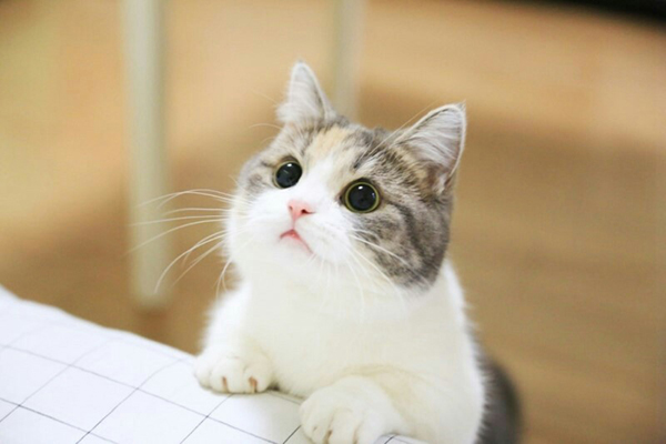 자코코