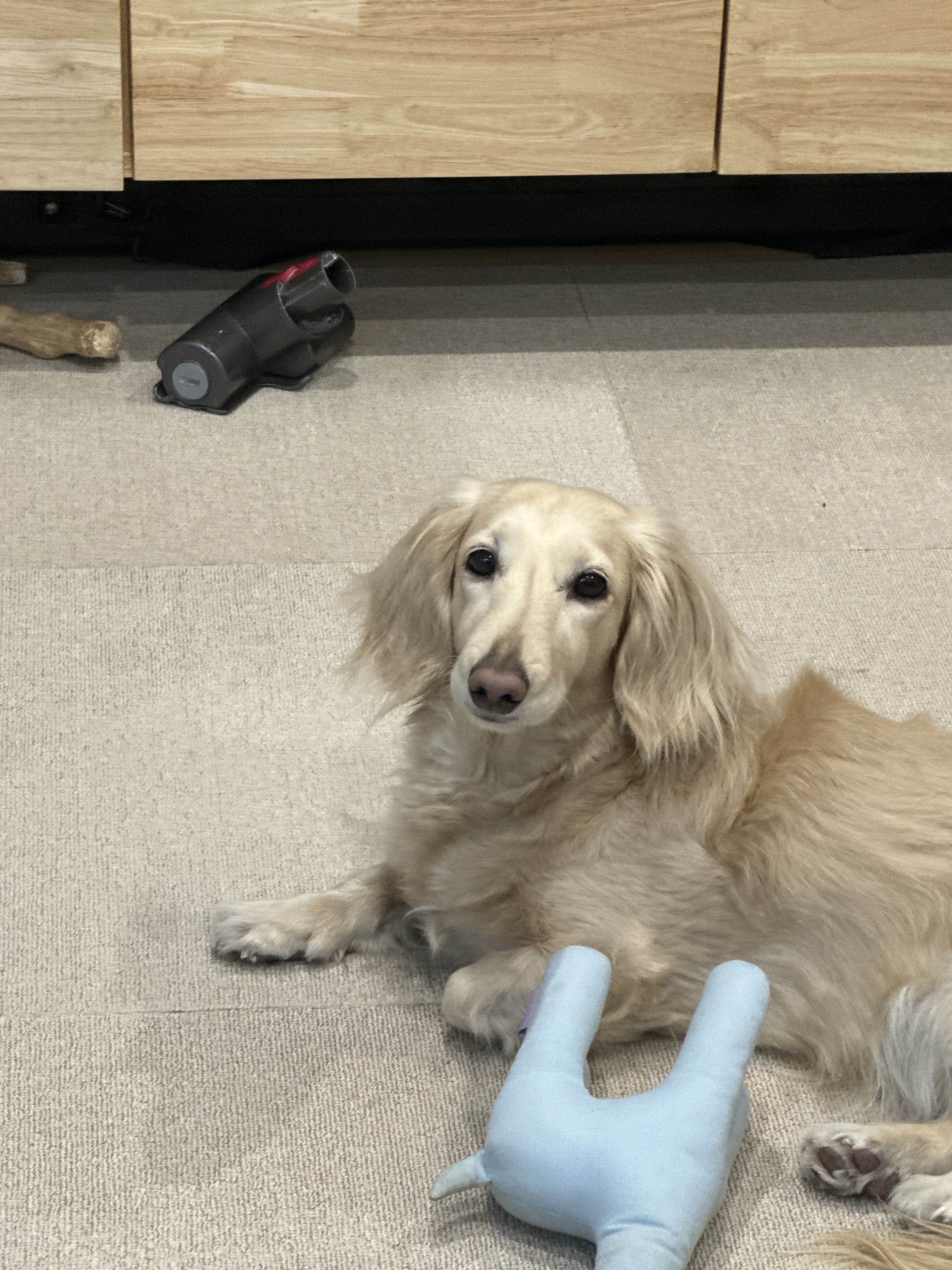 개포동이상해씨