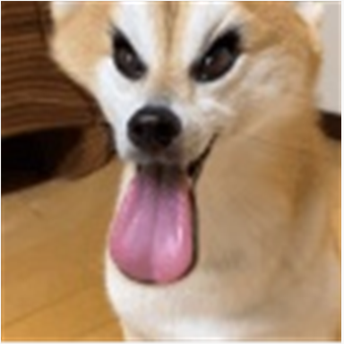 에매랄드 엘리트 동휘