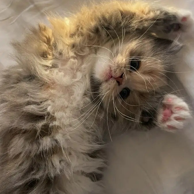 검정고냥이