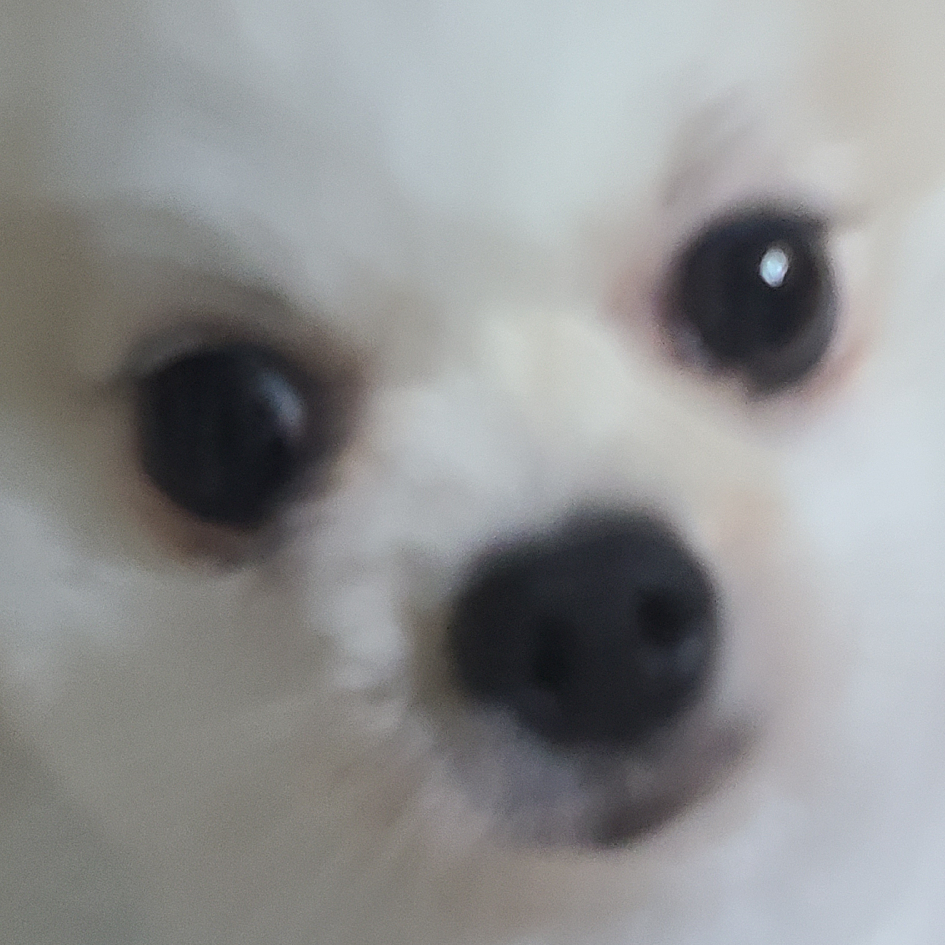 신화속 뉴비 5636노끼팬