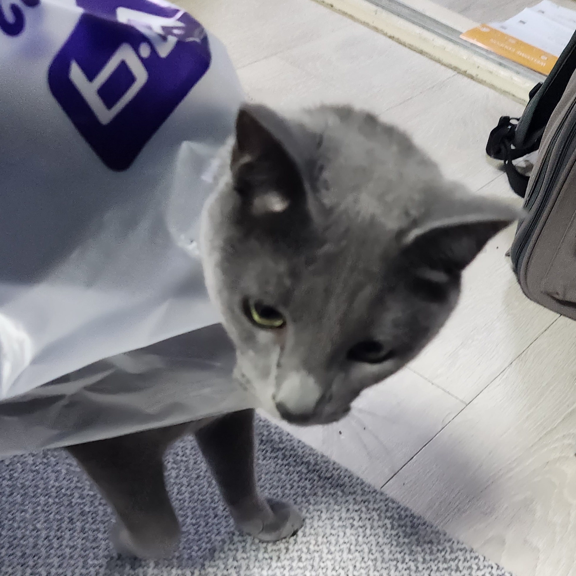 HonmonoKim