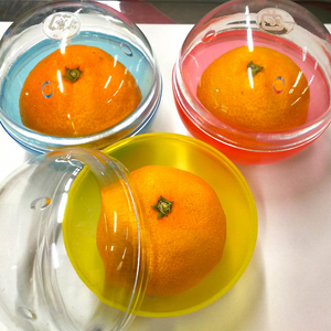 제주대 감귤포장학과