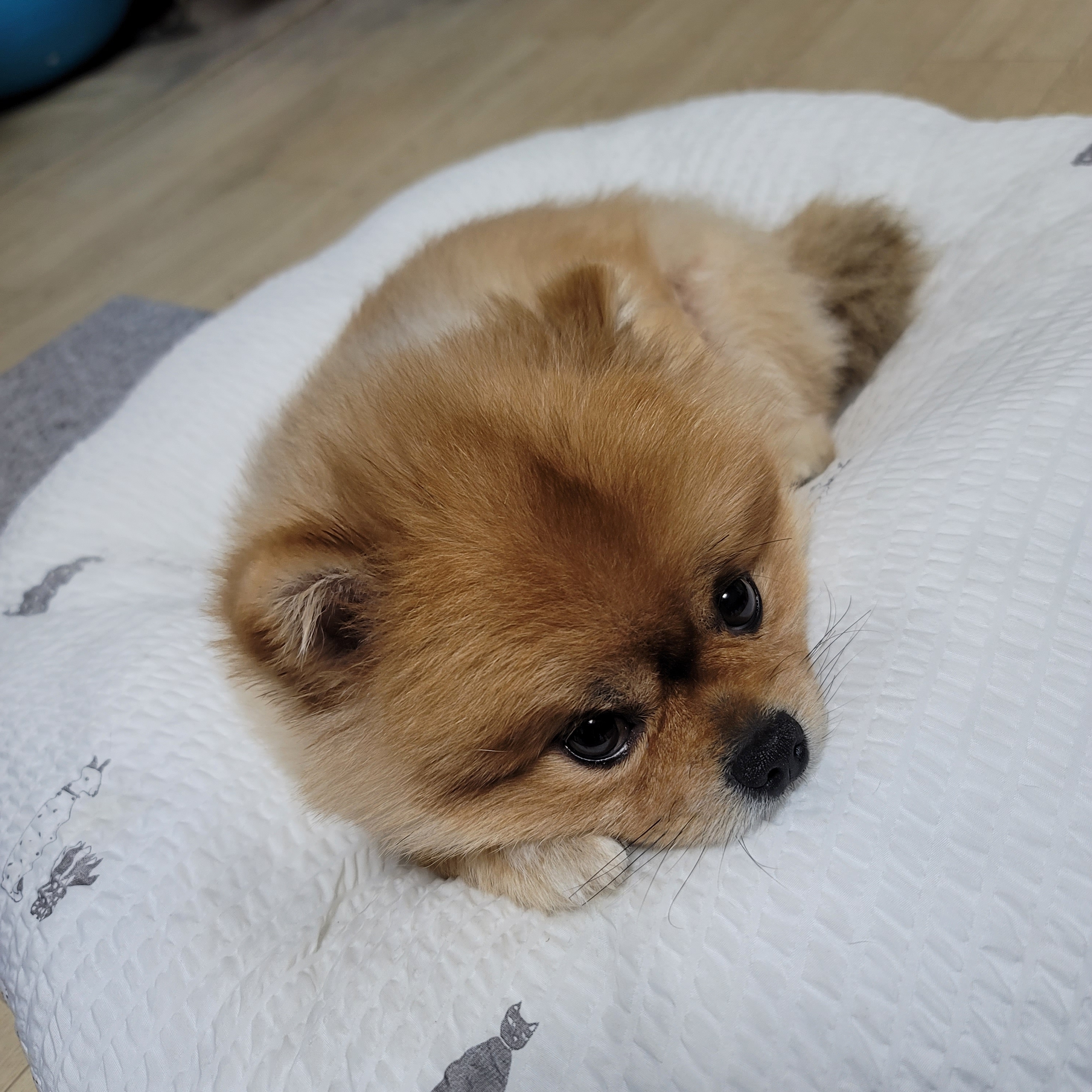 부레옥잠7