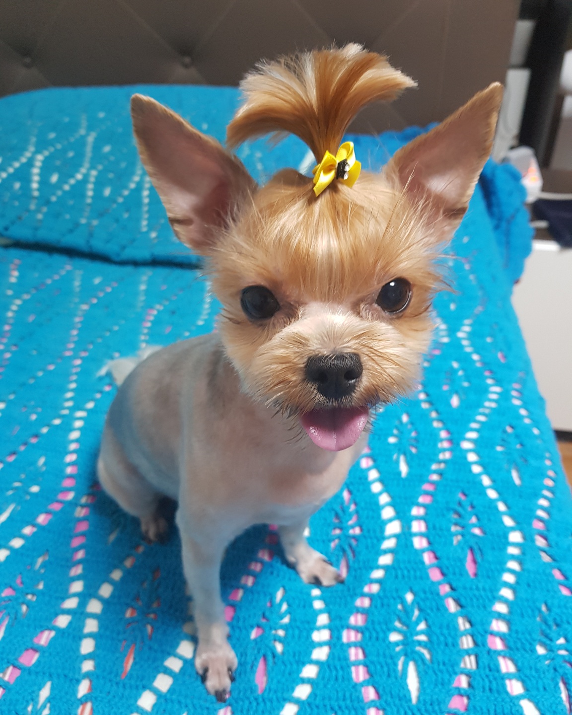 챙디