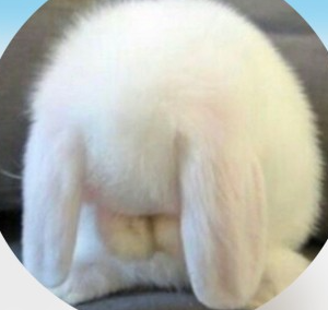 몰락한토끼