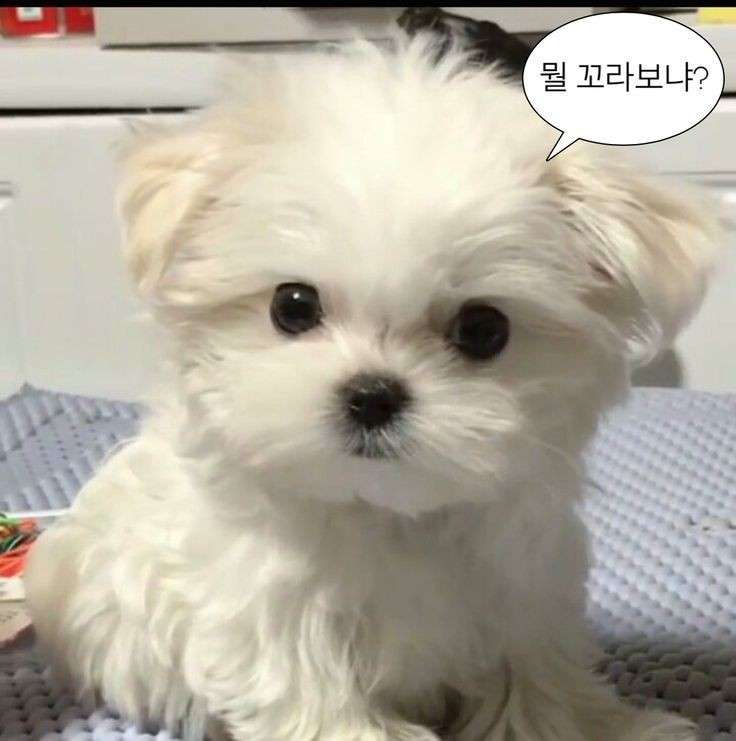 닉네임 어떤걸로 하냐