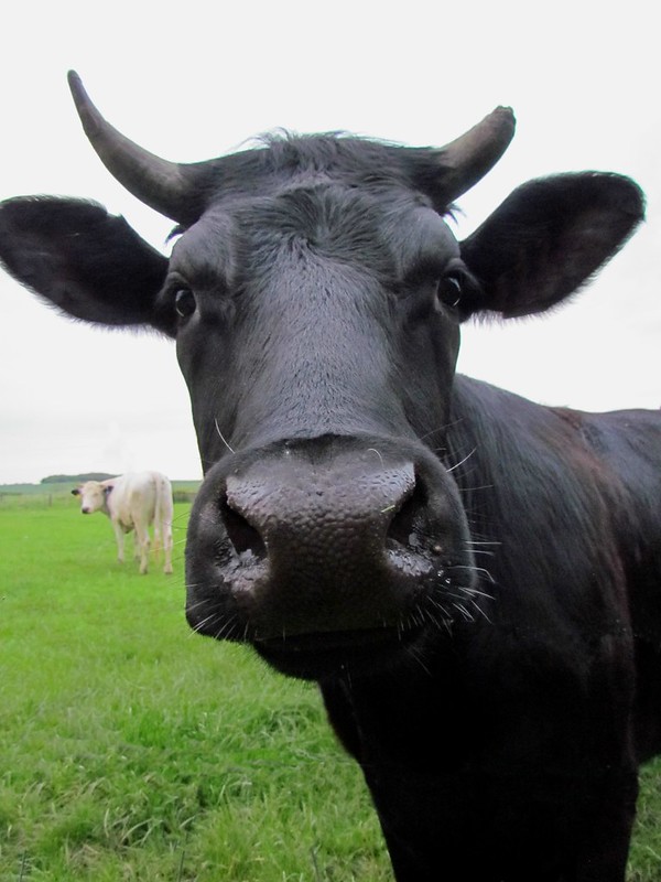 LowIntBlackCow