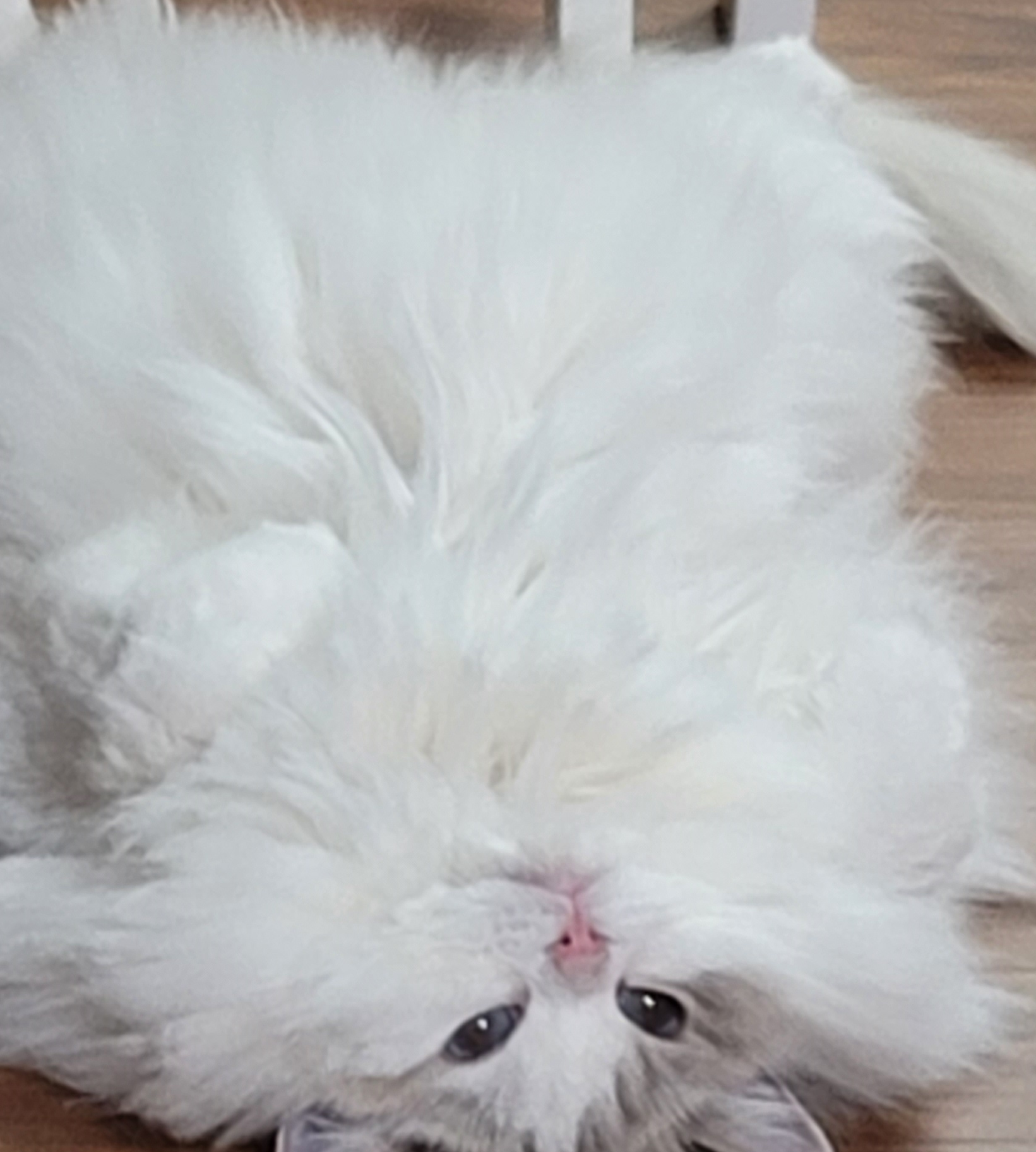 CuteKong