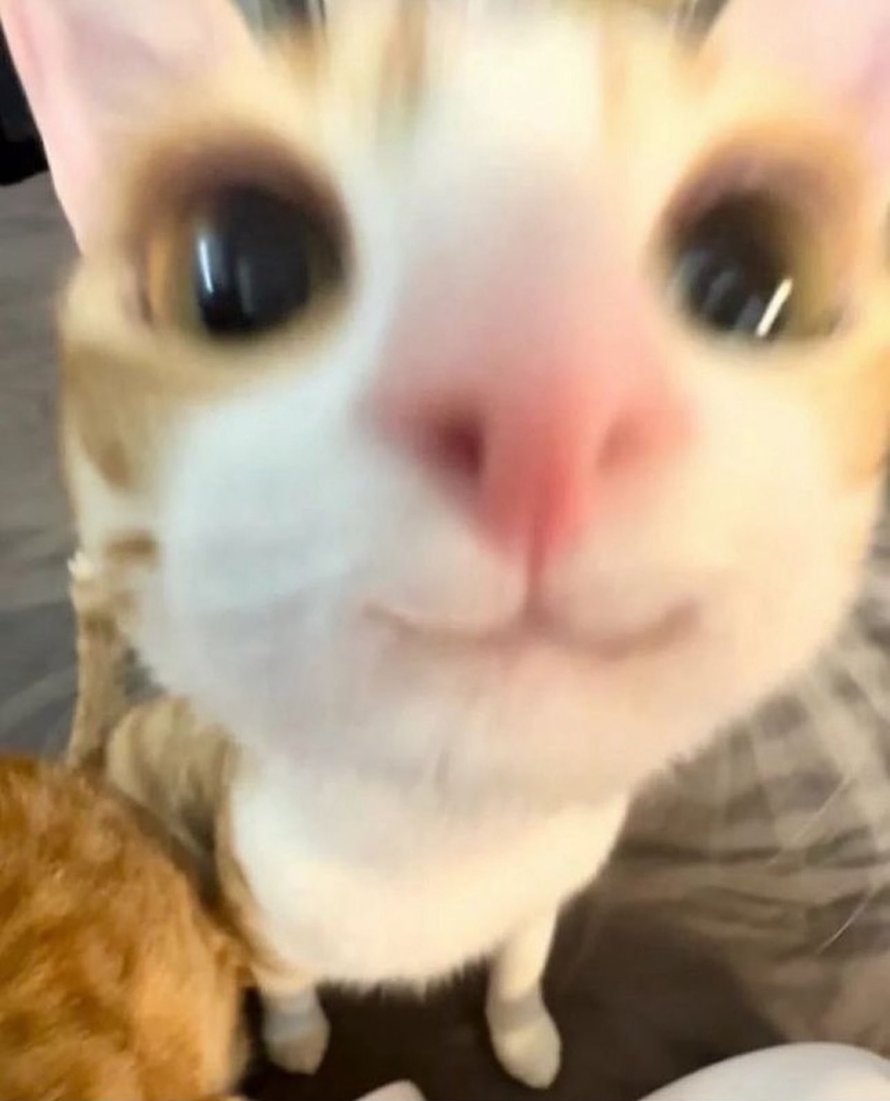 붸라씨