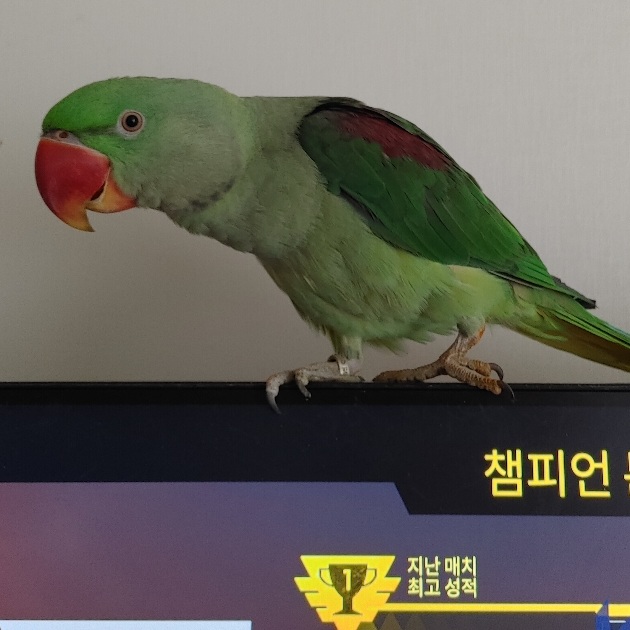 대본청