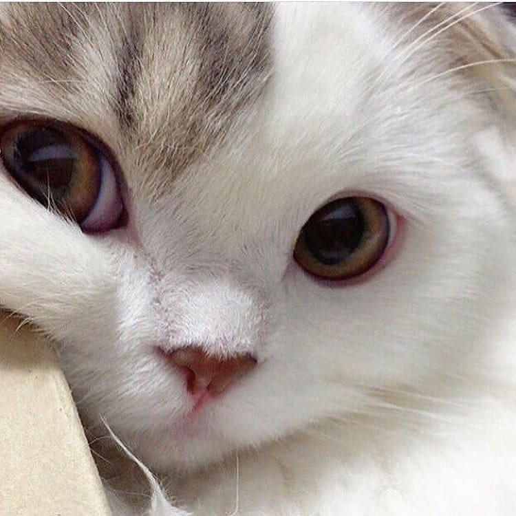 쿠낑쿠낑