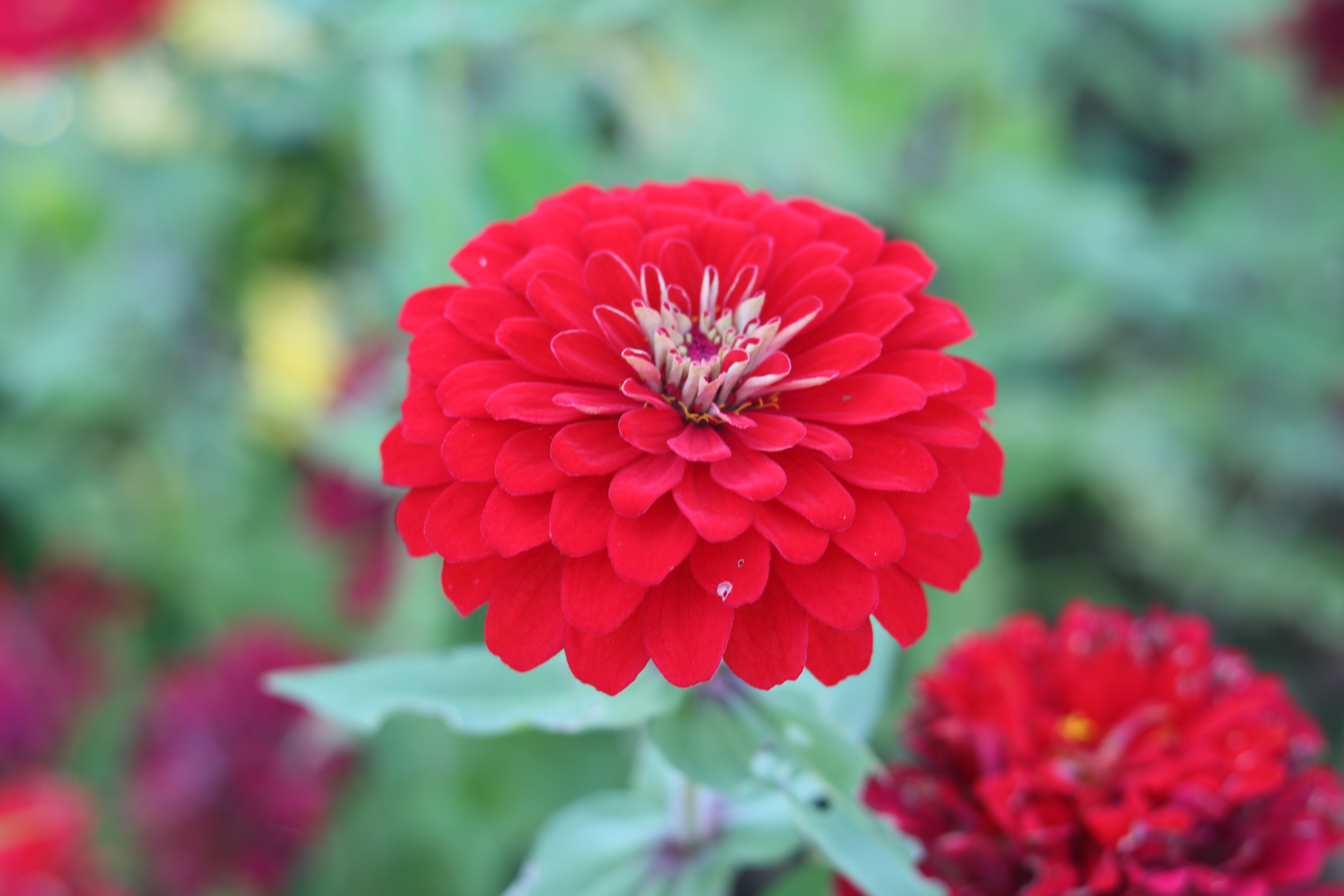 무조건정글트위치