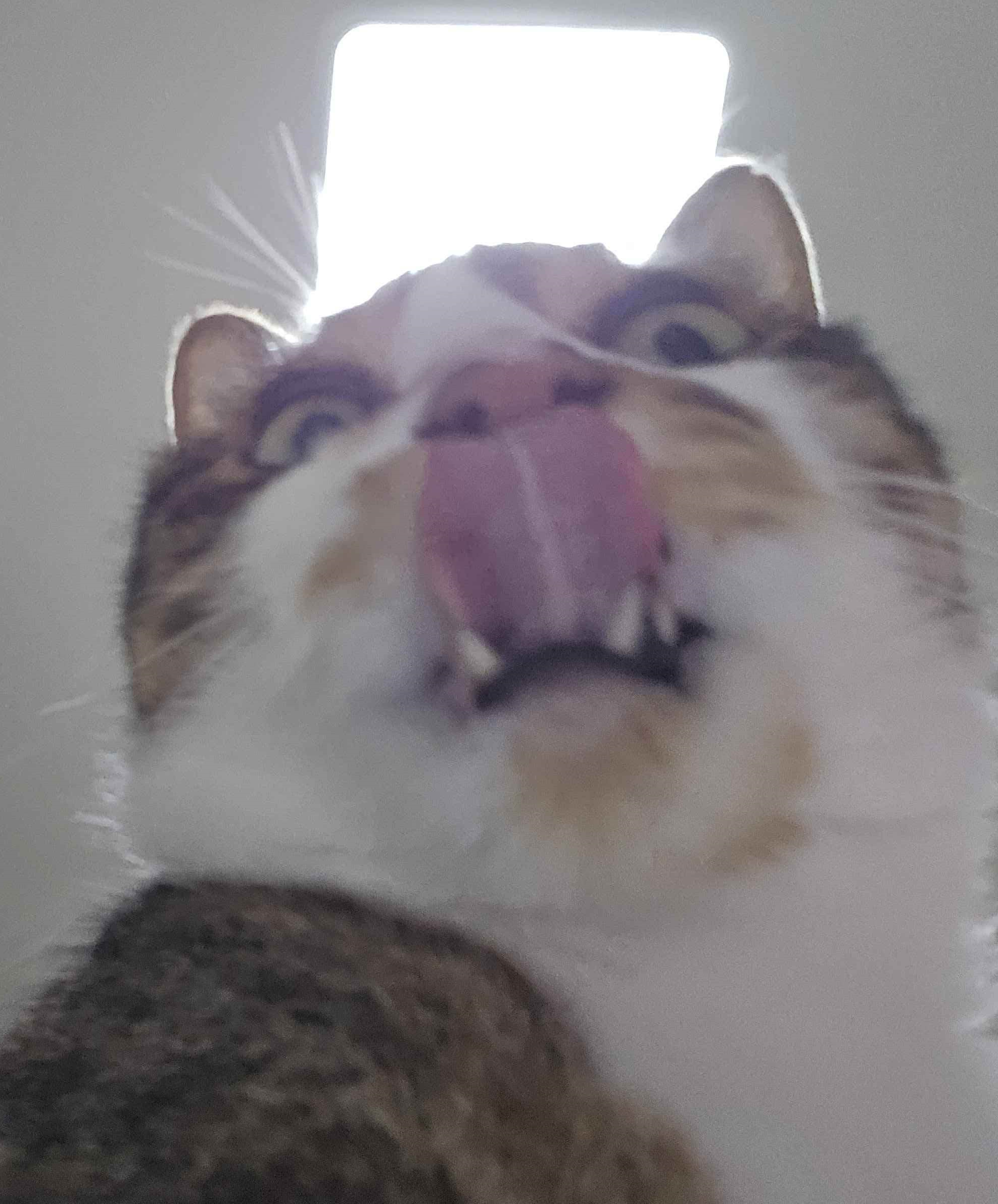 마랭전용캣타워듀듀