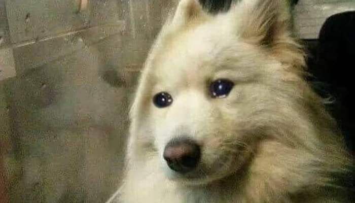 우리는 랄로니까