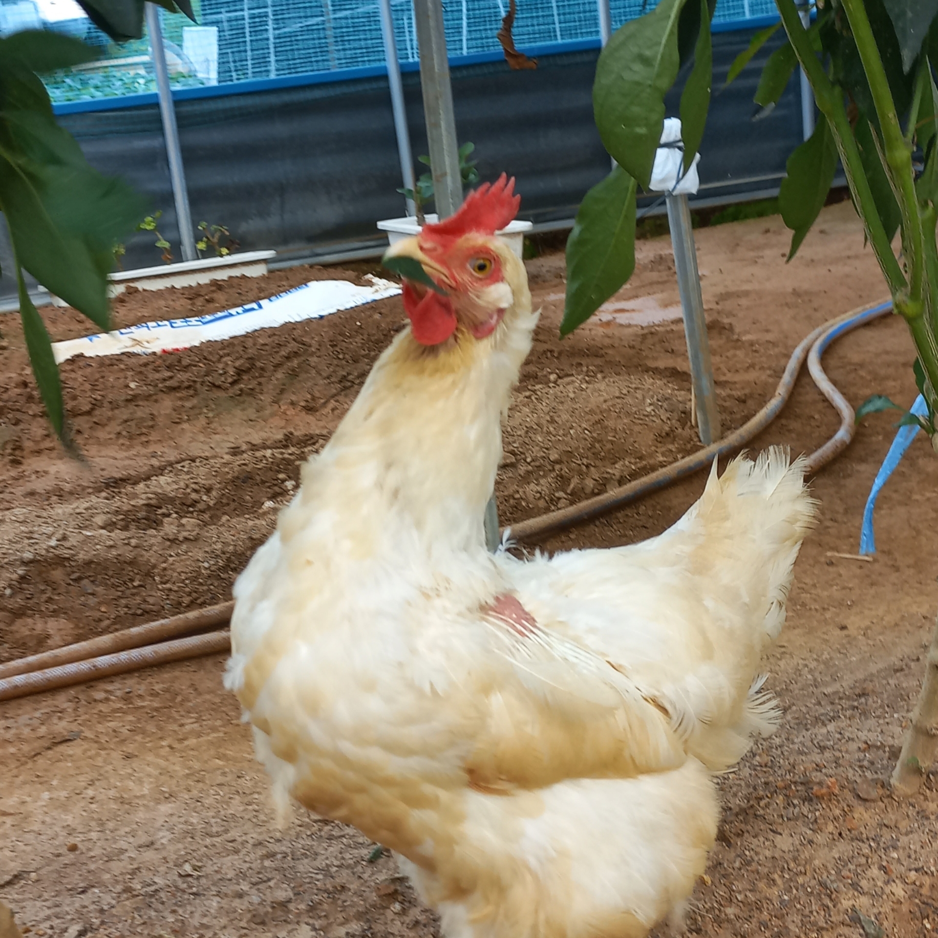 지아지아지아지아