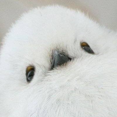 아이마이 아야