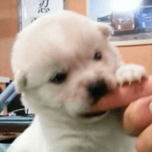 똔개143