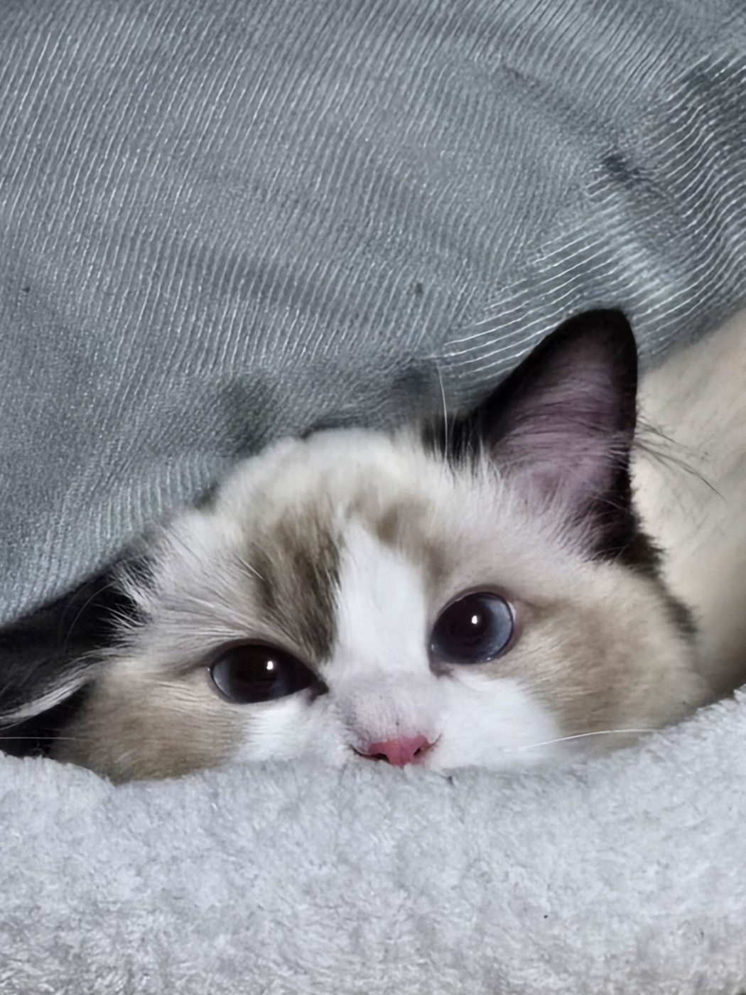 꾸리집사0