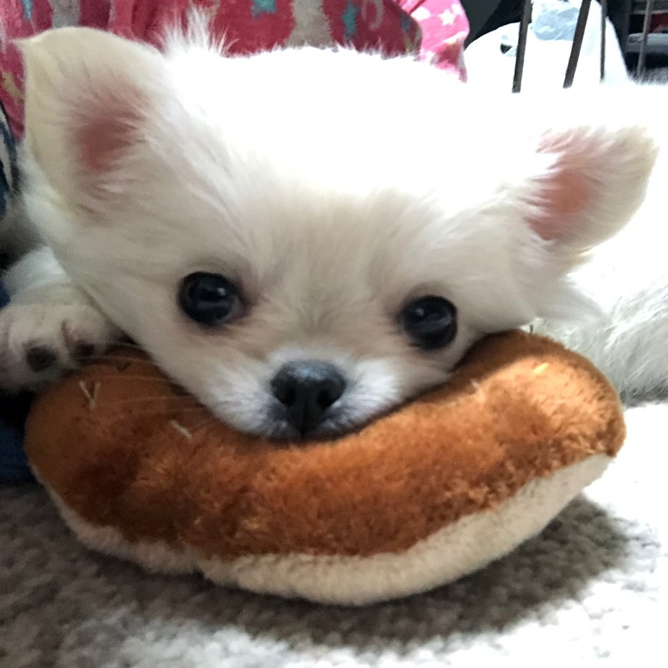 금쪽이네 하우스