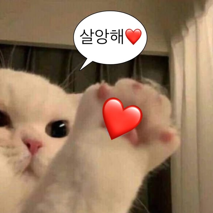 치즈 집착녀 다희