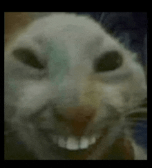 케논21