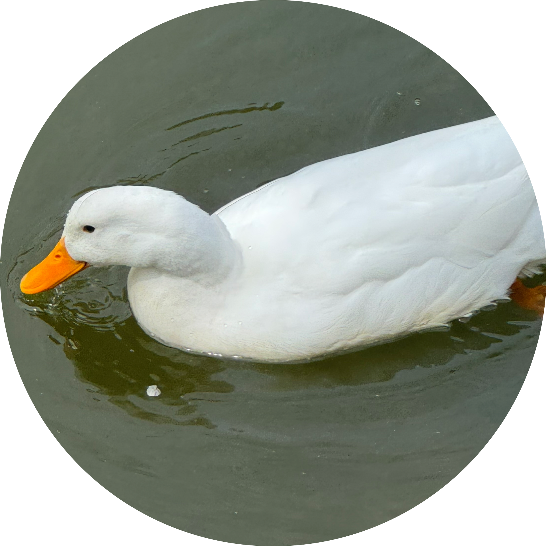 오리를오리는법