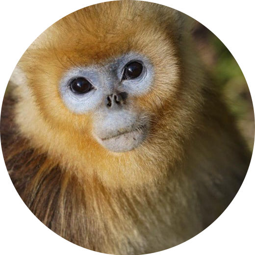 황금들창코원숭이