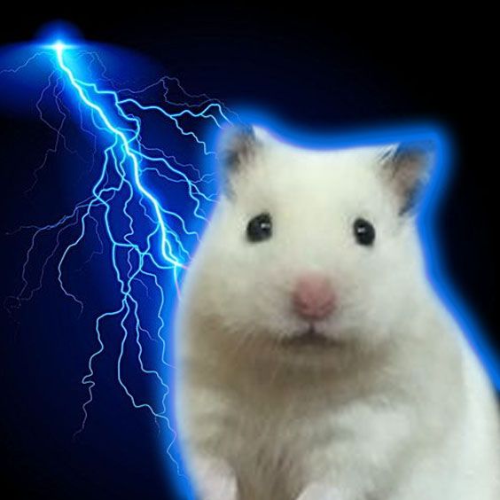 임재정 햄스터의신