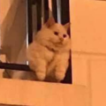 윤올림