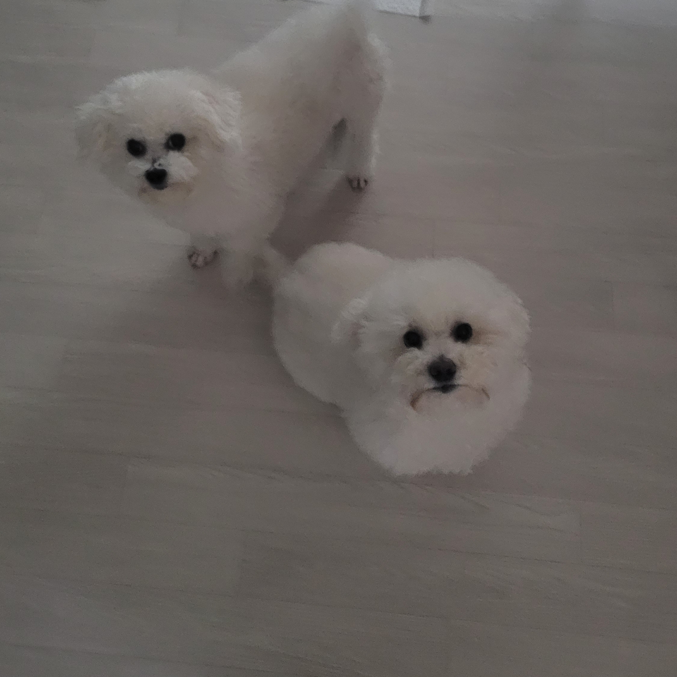 냔땐구