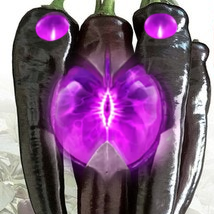 벨코추