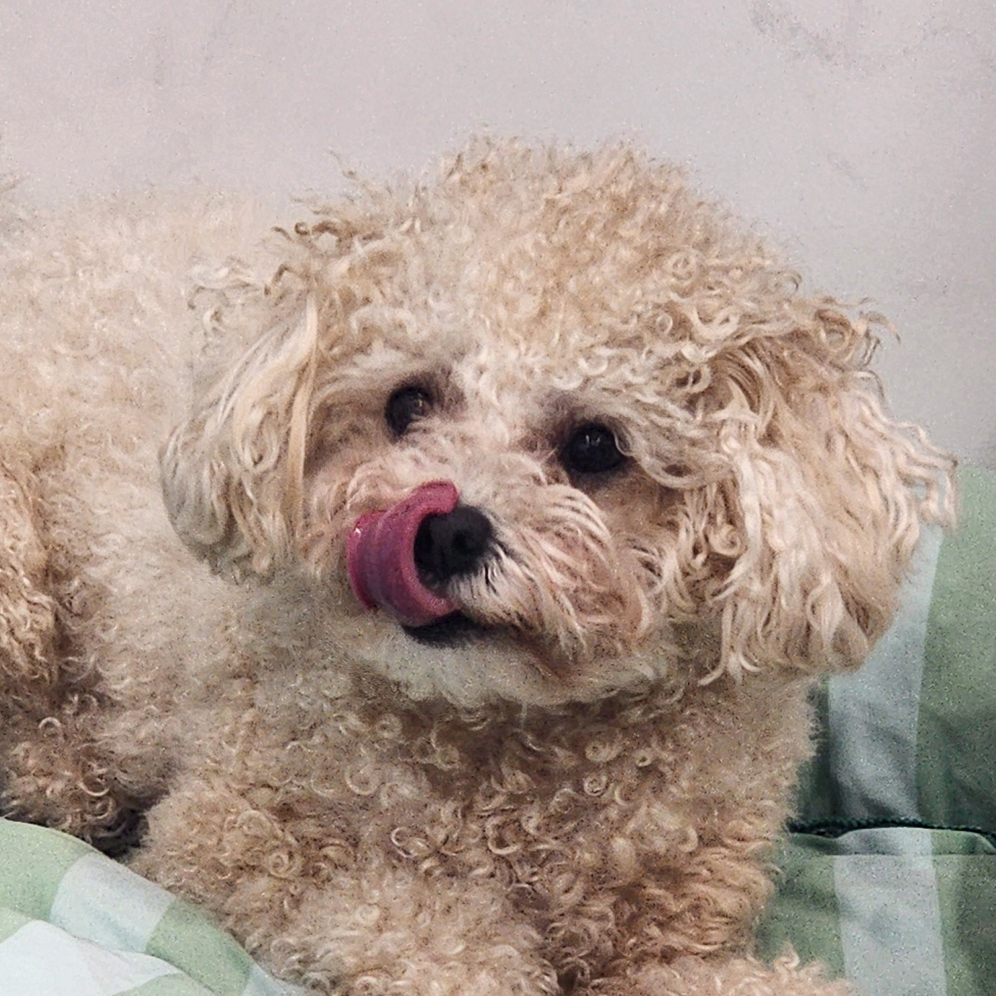 슈슈귀여워