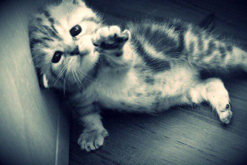 고양이감전사건