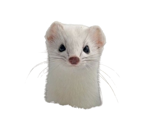 째 비