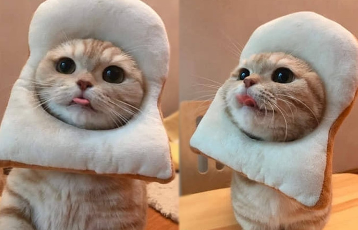 배고픈 식빵