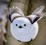 오목눈이는삐약