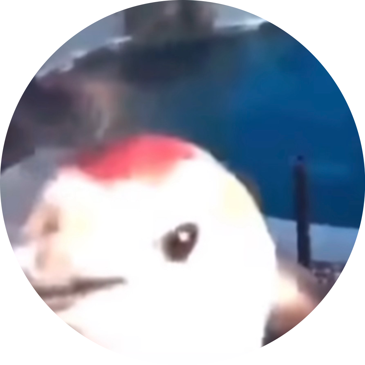 Wieq
