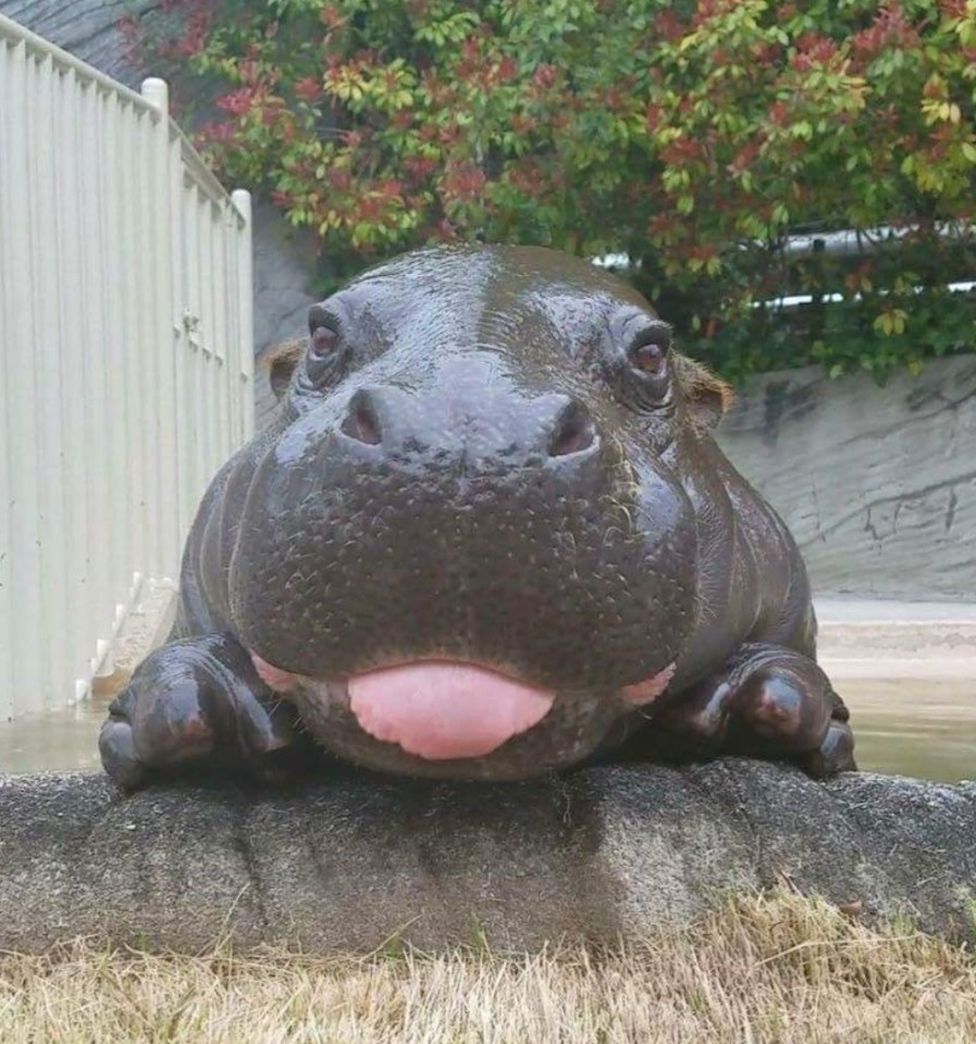 코정